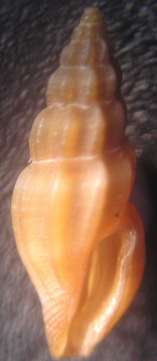 Mangelia (Mangiliella) sp